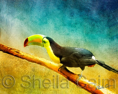 toucan on branch